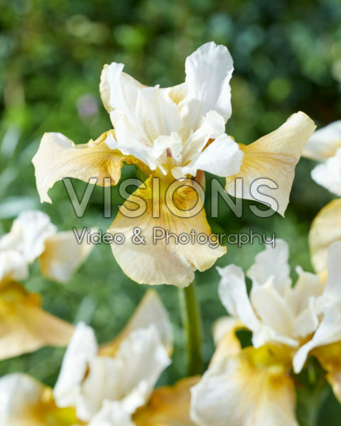 Iris sibirica Pretty Design
