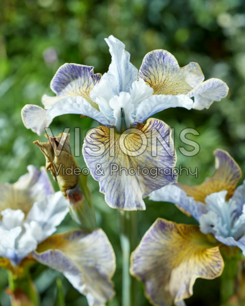 Iris sibirica Laser Focus