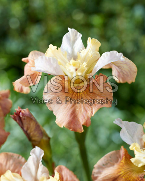 Iris sibirica Outside the Box Iris sibirica Outside the Box