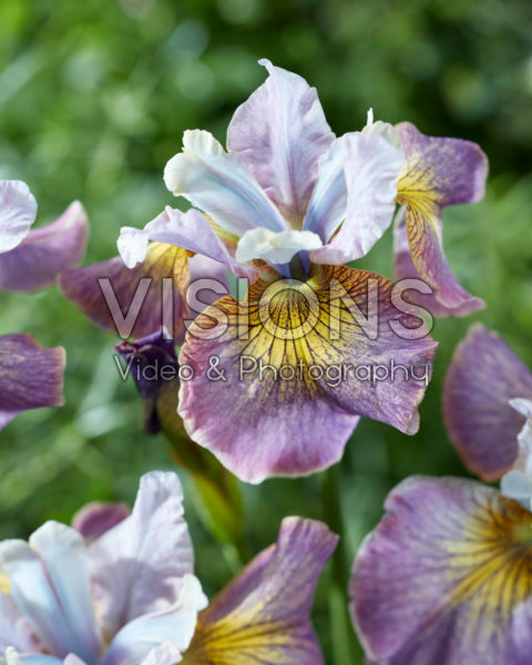 Iris sibirica Multiple Choice Iris sibirica Multiple Choice