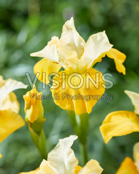 Iris sibirica Double Pleasure Iris sibirica Double Pleasure