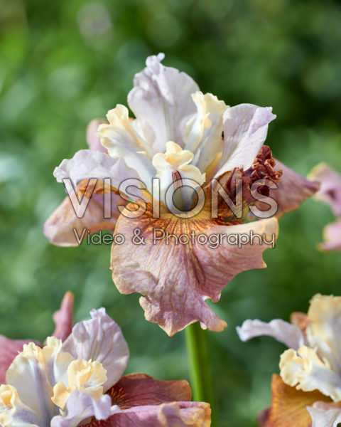 Iris sibirica Dreams to Reality Iris sibirica Dreams to Reality