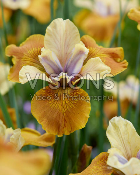 Iris sibirica Colonel Mustard