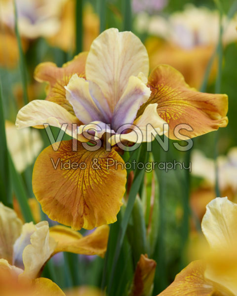 Iris sibirica Colonel Mustard