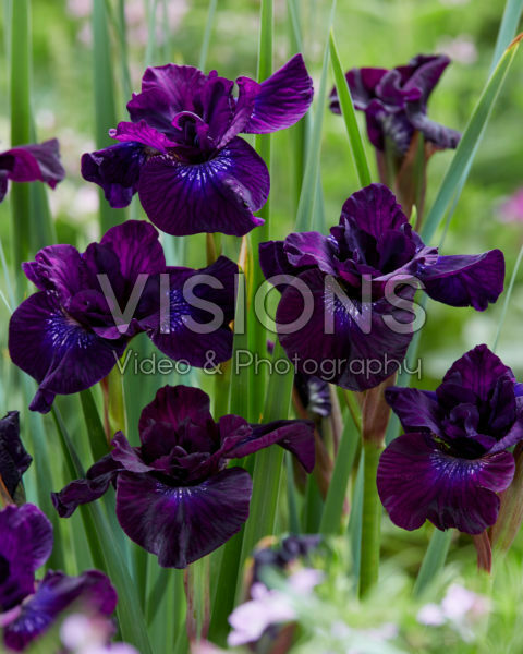 Iris sibirica Purplelicious