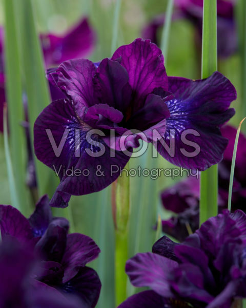 Iris sibirica Purplelicious Iris sibirica Purplelicious