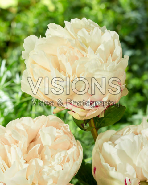 Paeonia Class Act Paeonia Class Act