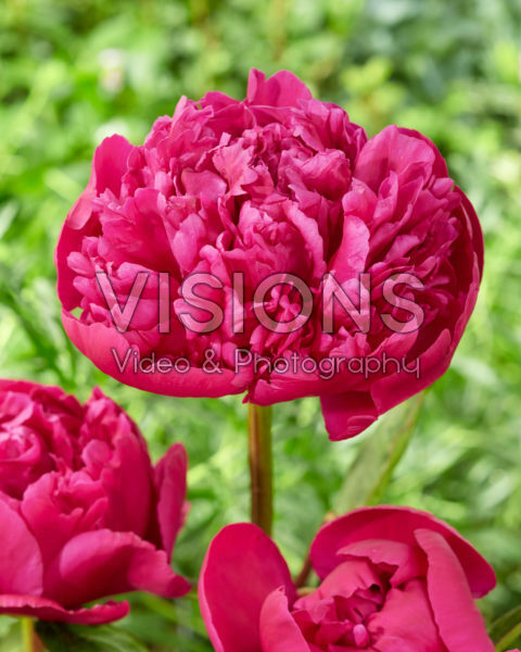 Paeonia Big Ben Paeonia Big Ben