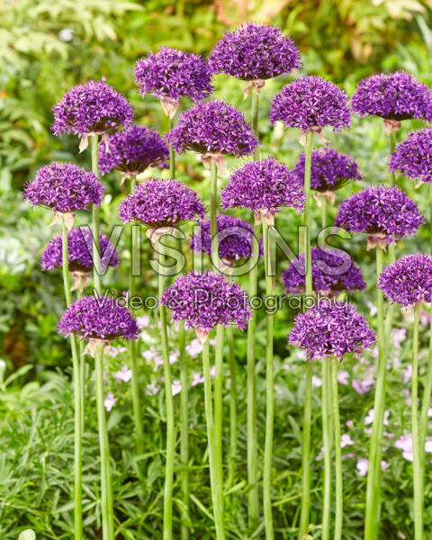 Allium Chicago