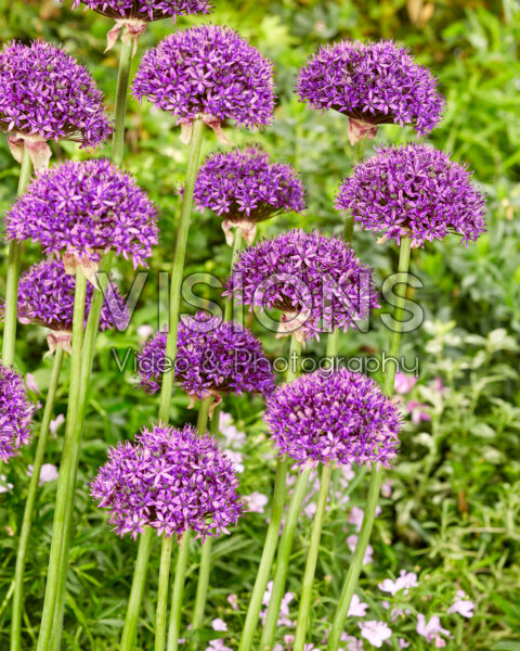 Allium Chicago Allium Chicago
