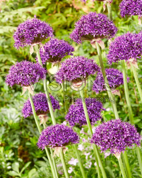 Allium Chicago Allium Chicago