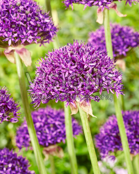 Allium Chicago Allium Chicago
