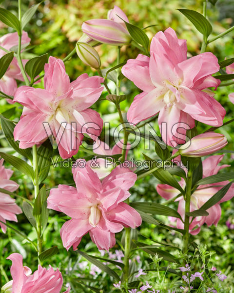 Lilium Lotus Breeze Lilium Lotus Breeze