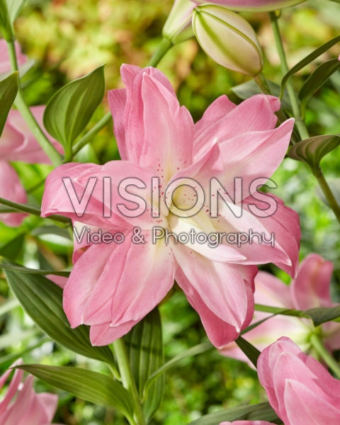 Lilium Lotus Breeze Lilium Lotus Breeze