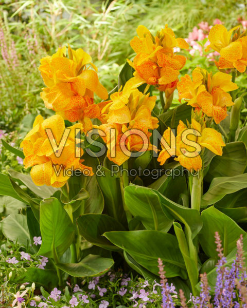 Canna CannaSol® Happy Emily