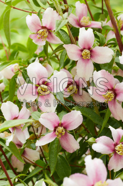 Philadelphus pink
