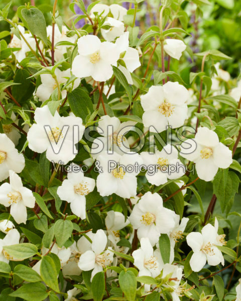 Philadelphus white