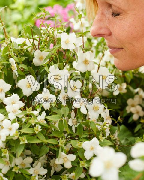 Philadelphus white Philadelphus white
