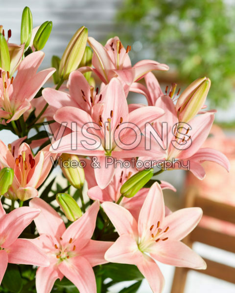 Lilium Trendy San Francisco Lilium Trendy San Francisco