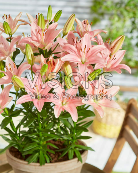 Lilium Trendy San Francisco Lilium Trendy San Francisco