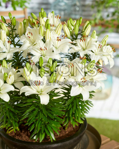 Lilium Happy Snow