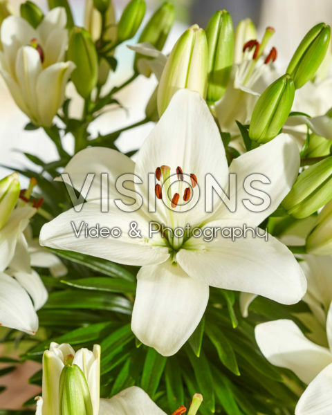 Lilium Happy Snow Lilium Happy Snow