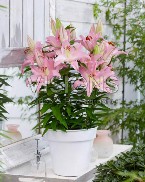 Lilium Distant Romance Lilium Distant Romance