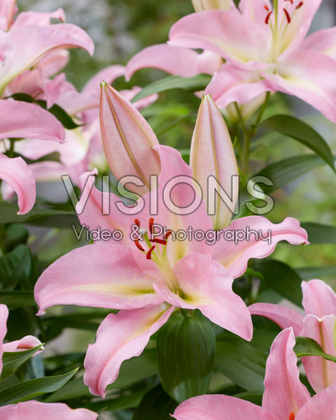 Lilium Distant Romance Lilium Distant Romance