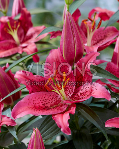 Lilium Pure Romance
