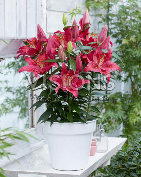 Lilium Pure Romance Lilium Pure Romance