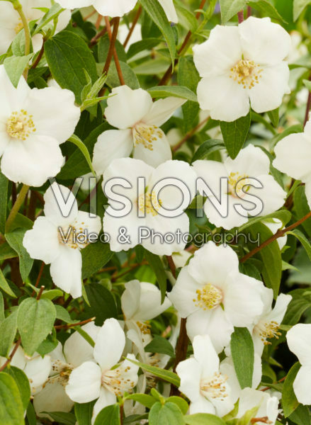 Philadelphus white Philadelphus white