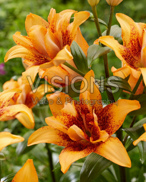 Lilium Double Love Lilium Double Love