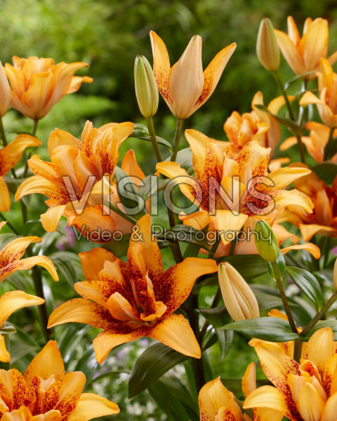 Lilium Double Love Lilium Double Love