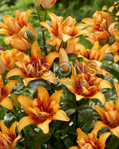 Lilium Double Love Lilium Double Love