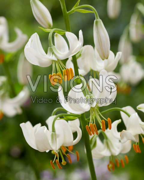 Lilium Snowy Morning Lilium Snowy Morning