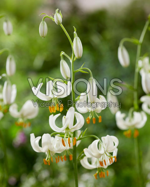 Lilium Snowy Morning