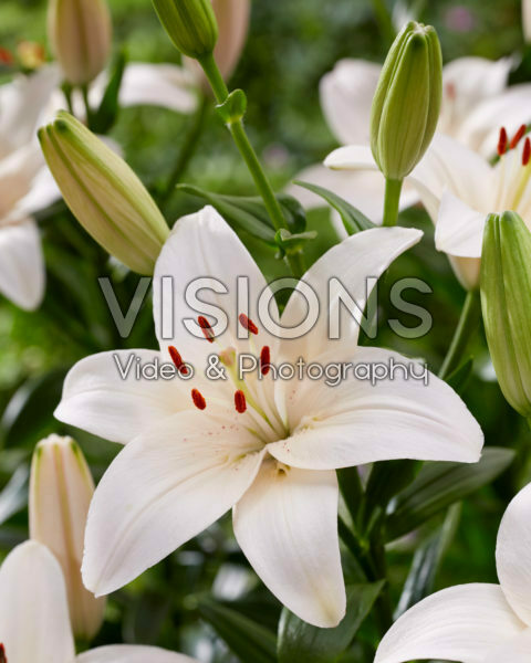 Lilium Coral County Lilium Coral County