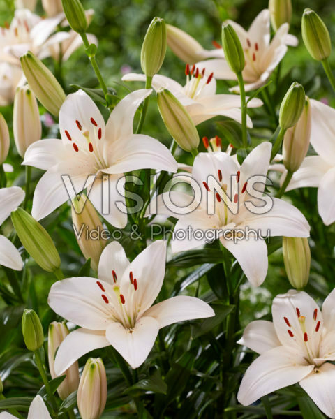 Lilium Coral County Lilium Coral County