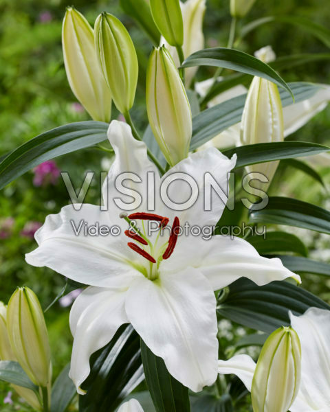 Lilium Snowy Mountain