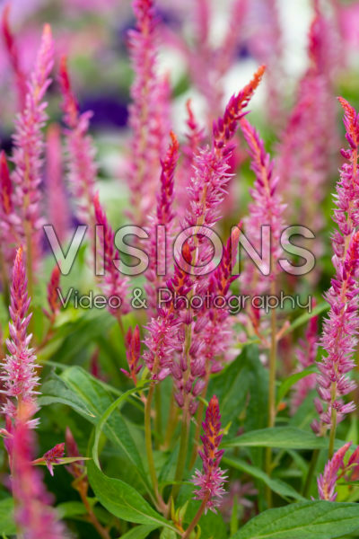 Celosia Kelos Candela Pink Celosia Kelos Candela Pink