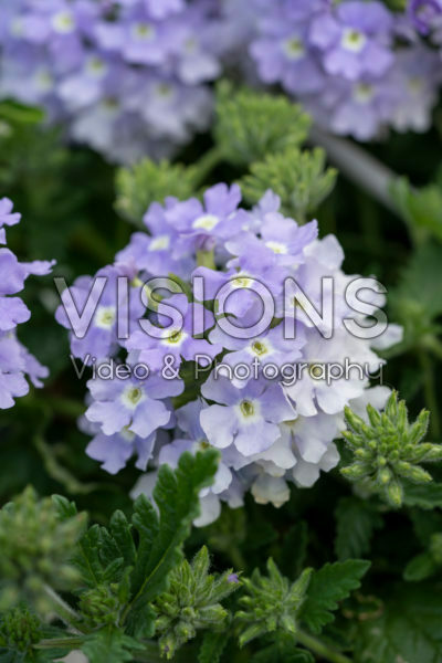 Verbena Lanai® Twister™ Blue Eyes Verbena Lanai® Twister™ Blue Eyes