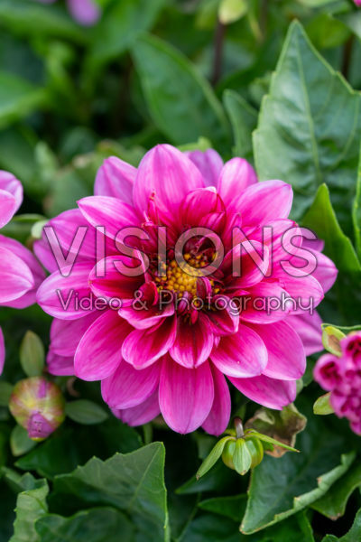 Dahlia LaBella® Medio Fun Pink with Eye impr. Dahlia LaBella® Medio Fun Pink with Eye impr.