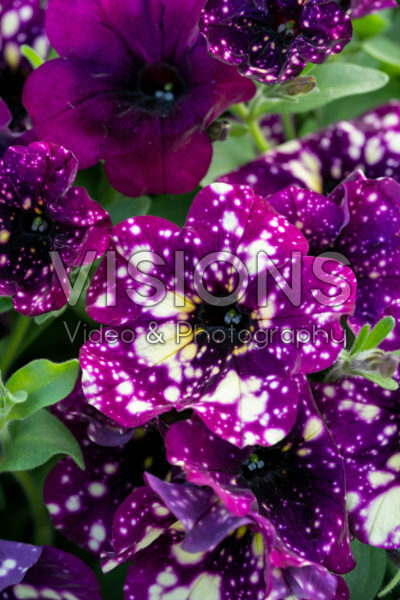 Petunia Splash Dance Magenta Mambo