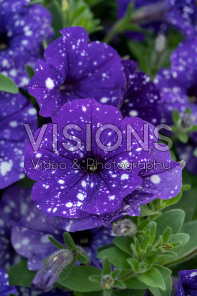 Petunia Splash Dance Bolero Blue Petunia Splash Dance Bolero Blue