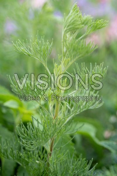 Artemisia alba Cola