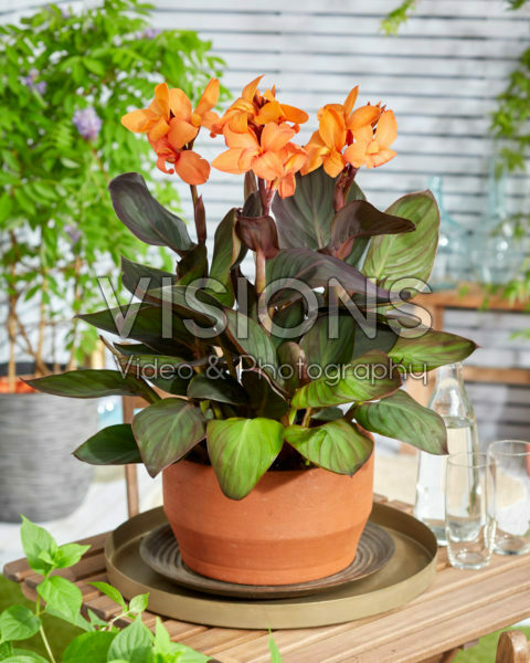 Canna CannaSol® Happy Wilma Canna CannaSol® Happy Wilma
