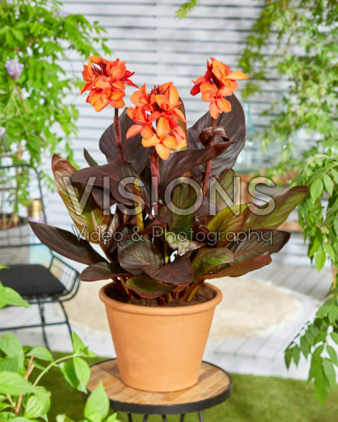 Canna CannaSol® Happy Julia Canna CannaSol® Happy Julia