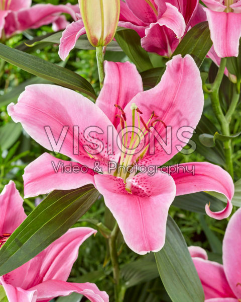 Lilium Social Club