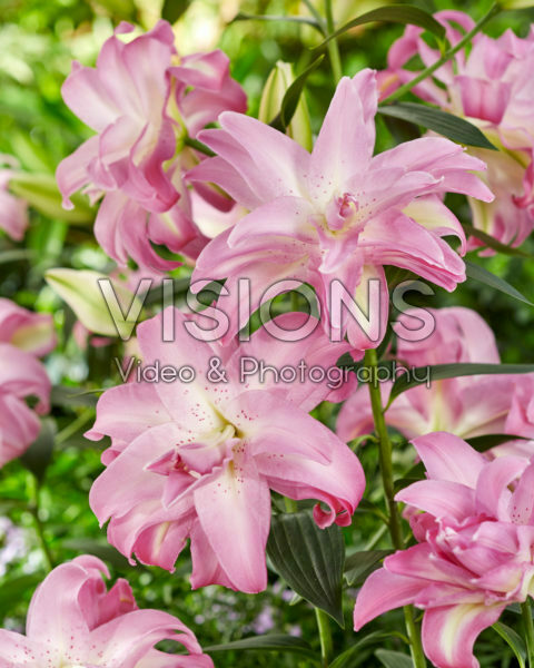 Lilium Lotus Dream Lilium Lotus Dream