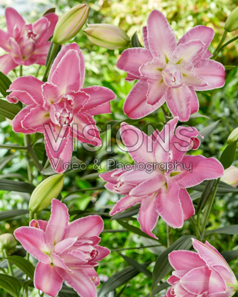 Lilium Lotus Wonder